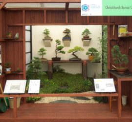 Image of EIFS 2009 Christchurch Bonsai Society Exhibit