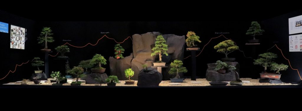 Image of NZFGS 2018 Auckland Bonsai Society Exhibit